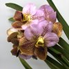 ВАНДА (VANDA Jiraprapa xSuksamranSpot xTubtimVelvet (2Tone Pink-Red )) 